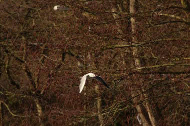 Havada uçuyor ve rüzgarda süzülüyor.