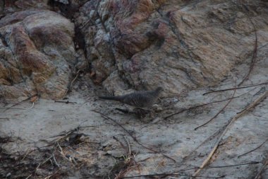 Vahşi doğada şakıyan ötücü kuşlar