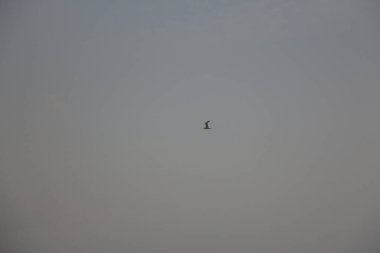 Havada uçuyor ve rüzgarda süzülüyor.