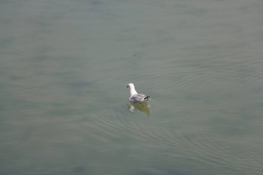 Vahşi doğada martı avı 