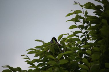 Ağaca tünemiş dünyayı izliyordum. 