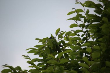 Ağaca tünemiş dünyayı izliyordum. 