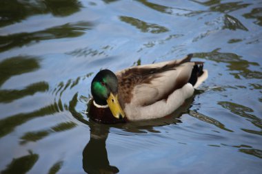 Nehirdeki sularda oynayan yaban ördekleri.