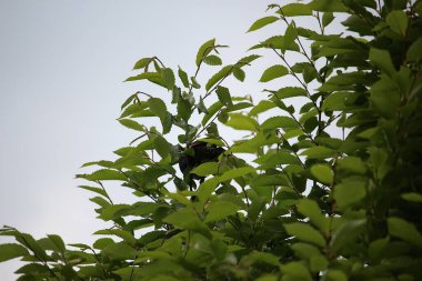 Ağaca tünemiş dünyayı izliyordum. 