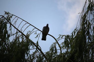 Ağaca tünemiş dünyayı izliyordum. 