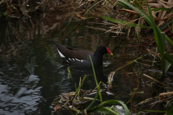 Coots ve Moorhens etrafa su sıçratıyor.