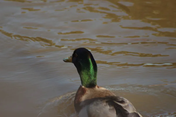 野鸭在河里玩水 — 图库照片