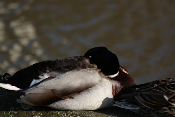 Mallards Jouant Sur Eau Dans Rivière — Photo