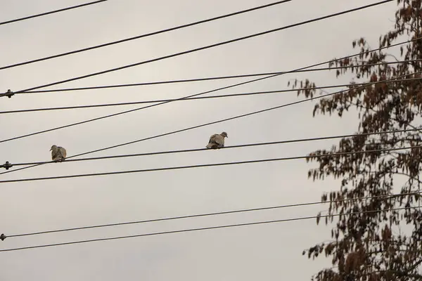 Güvercin Vahşi Doğaya Kaçtı — Stok fotoğraf