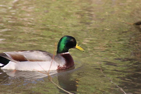 Mallards Jouant Sur Eau Dans Rivière — Photo