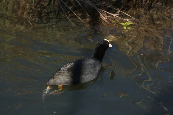 Coots ve Moorhens etrafa su sıçratıyor.