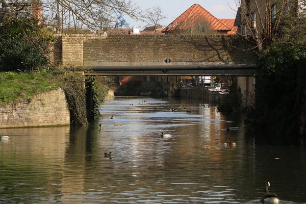 Nehirdeki sularda oynayan yaban ördekleri.