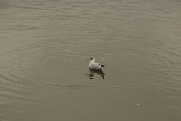 Vahşi doğada martı avı 