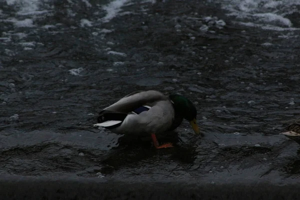 野鸭在河里玩水 — 图库照片