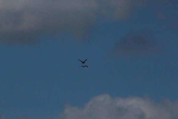 Cielos Azules Claros Con Pasajeros Volando Través — Foto de Stock