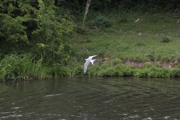 Vahşi doğada martı avı 