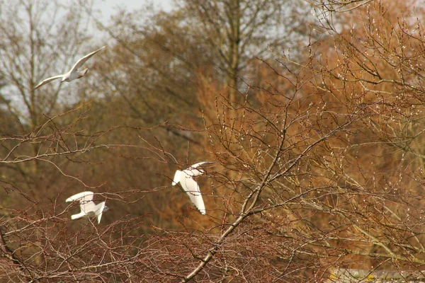 Durch Die Luft Fliegen Und Wind Schweben — Stockfoto