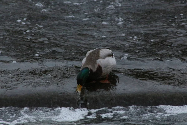 Mallards Jugando Agua Río —  Fotos de Stock