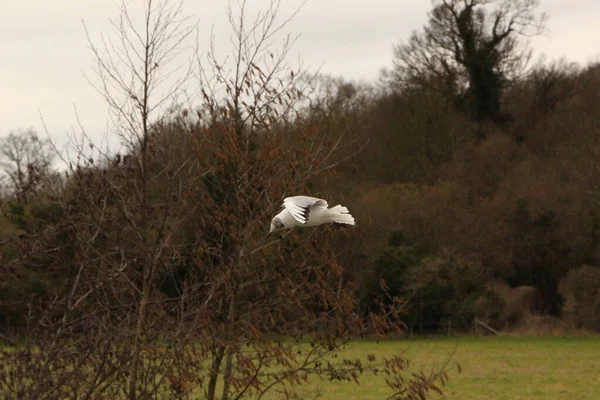 Havada uçuyor ve rüzgarda süzülüyor.