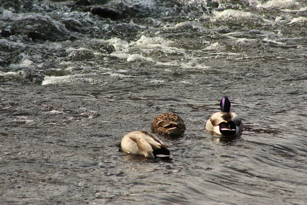 Mallards Brincando Água Rio — Fotografia de Stock