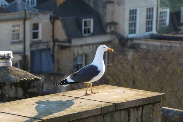 Gull hunting for chips in the wild