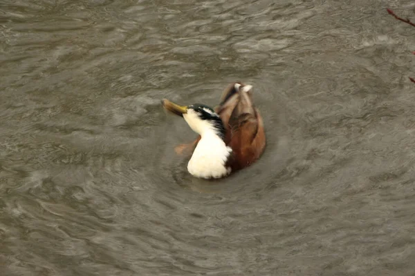 Mallards Brincando Água Rio — Fotografia de Stock