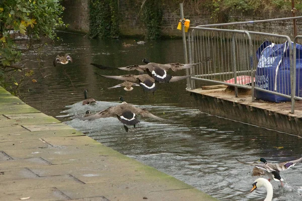 Havada uçuyor ve rüzgarda süzülüyor.