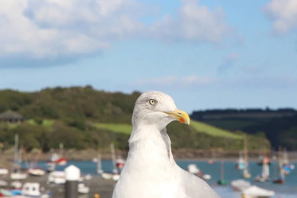 Gull hunting for chips in the wild
