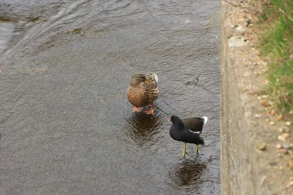 Stockenten Spielen Auf Dem Wasser Fluss — Stockfoto