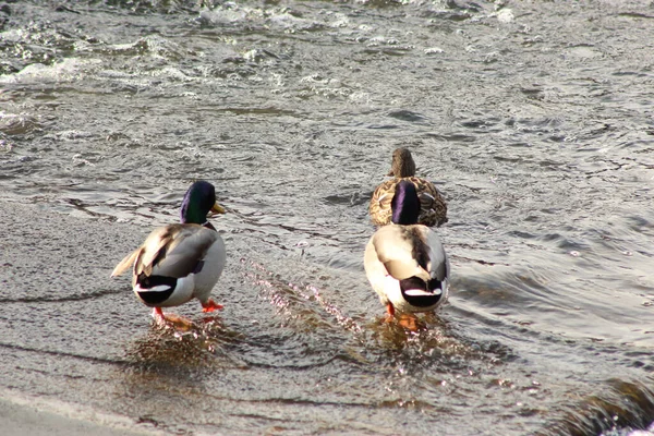 Mallard Gra Wodzie Rzece — Zdjęcie stockowe