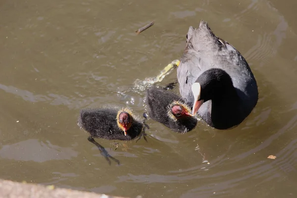 Coots Moorhens Pluskają Się Dookoła — Zdjęcie stockowe