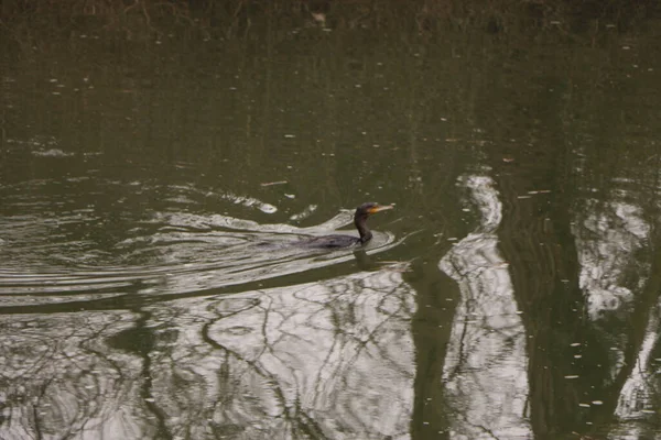 Cormorán Nadando Río — Foto de Stock