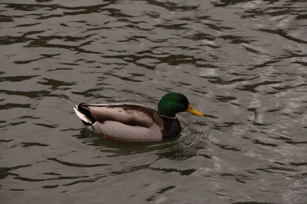 Mallards Jouant Sur Eau Dans Rivière — Photo