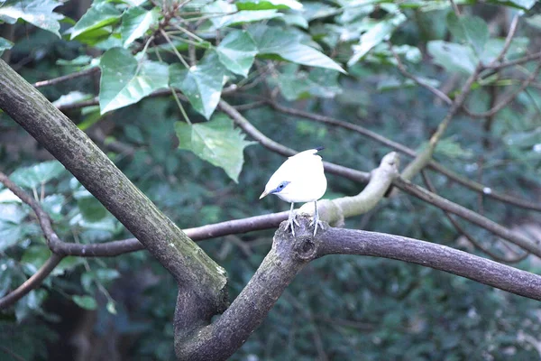 Des Oiseaux Chanteurs Qui Frémissent Dans Nature — Photo