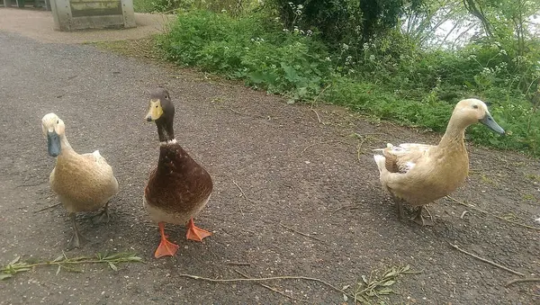 Mallards Hrají Vodě Řece — Stock fotografie