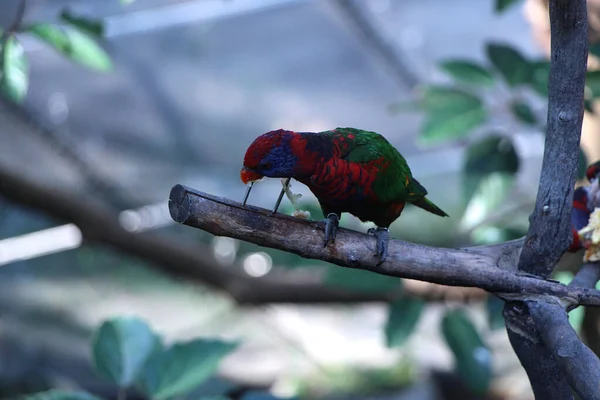 Songbirds Brincando Natureza — Fotografia de Stock