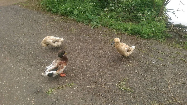 Mallards Jouant Sur Eau Dans Rivière — Photo