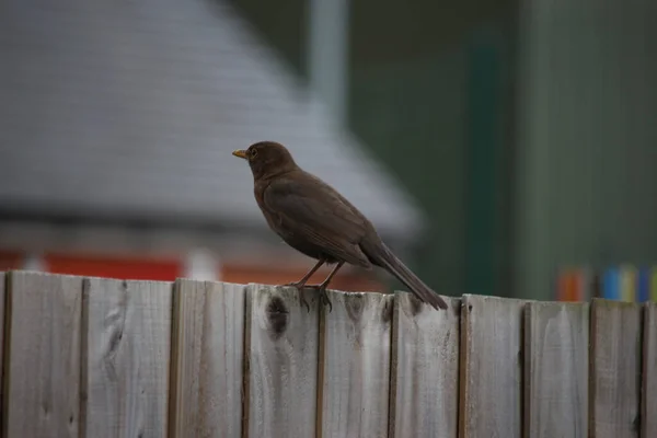 Songbirds Brincando Natureza — Fotografia de Stock