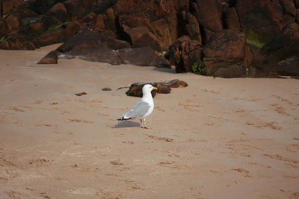 Gull hunting for chips in the wild