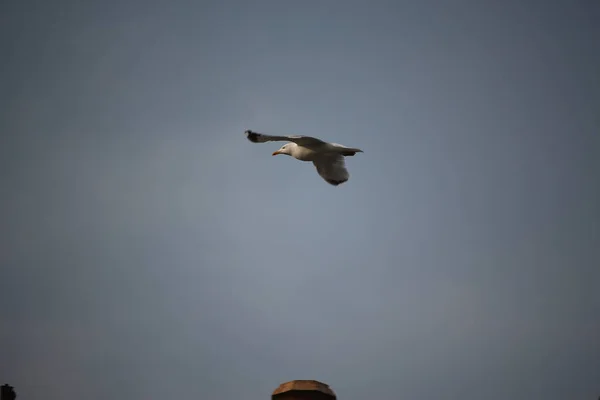 Voando Pelo Subindo Vento — Fotografia de Stock