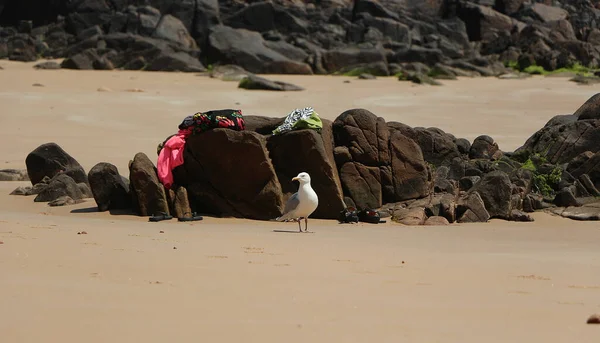 Vahşi doğada martı avı 