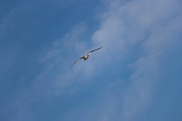 Gull hunting for chips in the wild