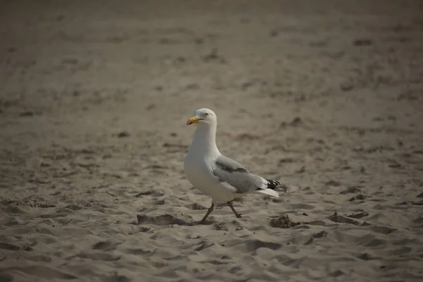 Gull hunting for chips in the wild