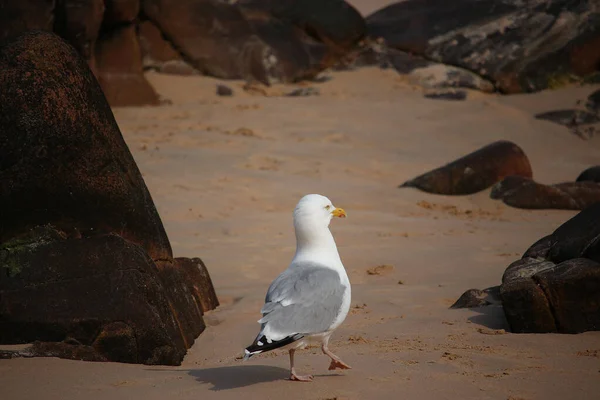 Gull hunting for chips in the wild