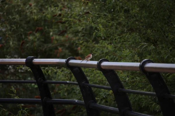 Songbirds Brincando Natureza — Fotografia de Stock