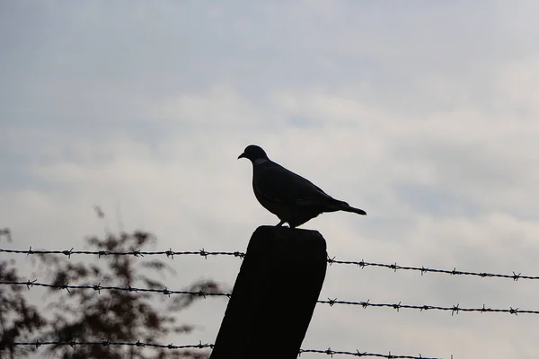 Güvercin Vahşi Doğaya Kaçtı — Stok fotoğraf