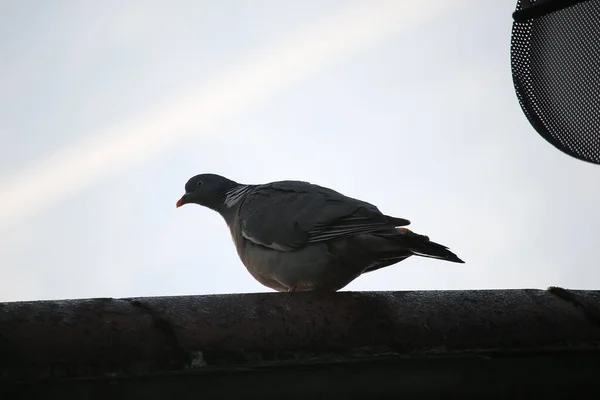 Pombo Escapou Para Natureza — Fotografia de Stock