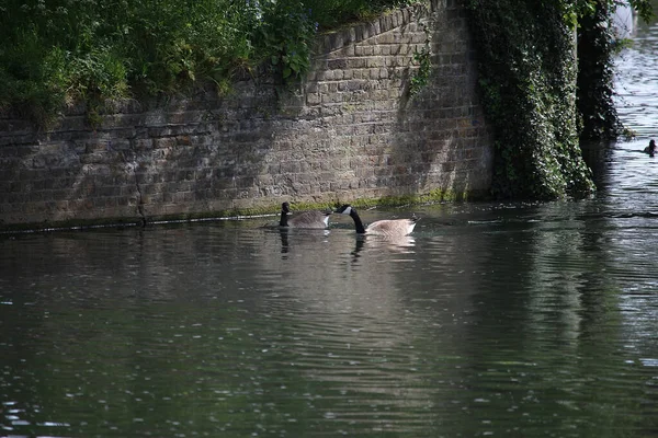 Gänse Erkunden Das Ufer Des Flusses Lea — Stockfoto