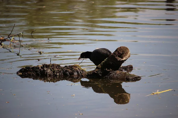 Nehirdeki sularda oynayan yaban ördekleri.