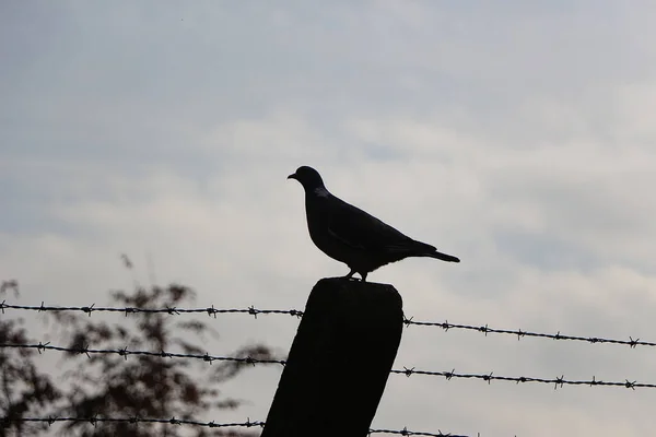 Güvercin Vahşi Doğaya Kaçtı — Stok fotoğraf